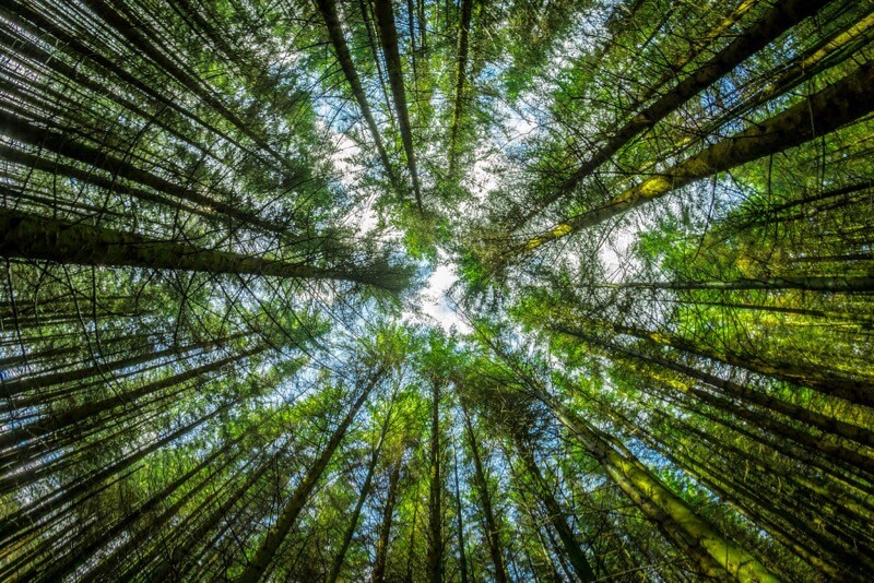 trees looking up