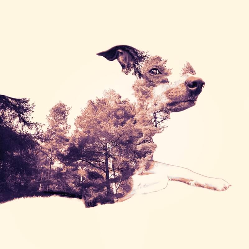 dog forest composite