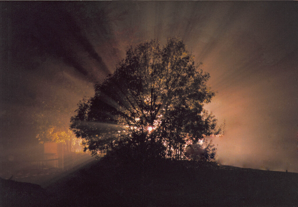 static view - Baum bei Nacht mit Lichtstrahlen