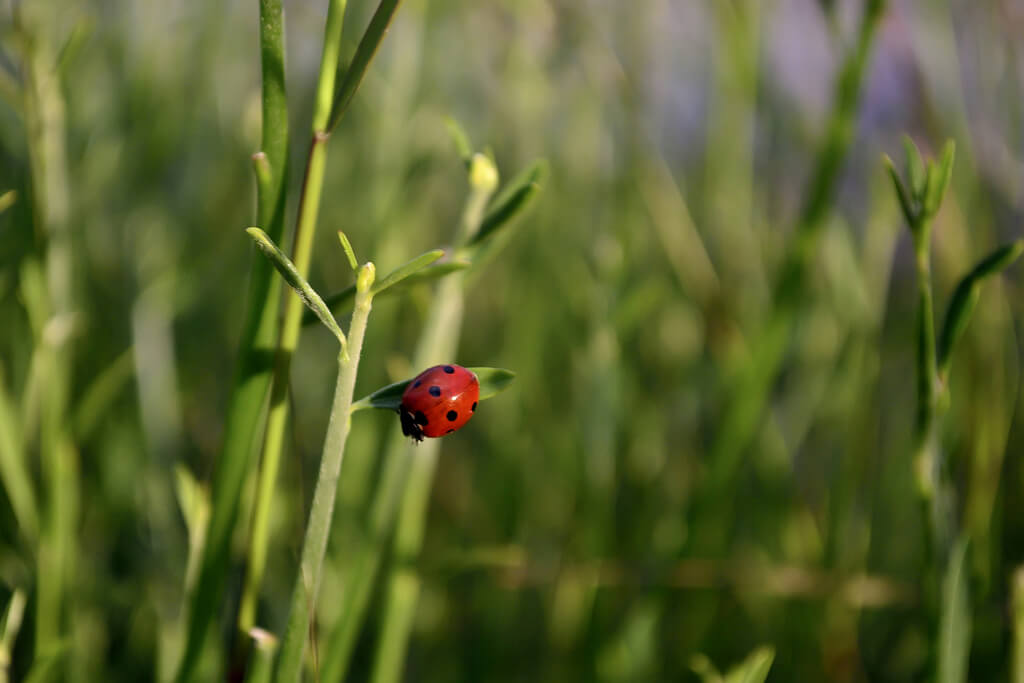 ladybug Tenia Prokalamou