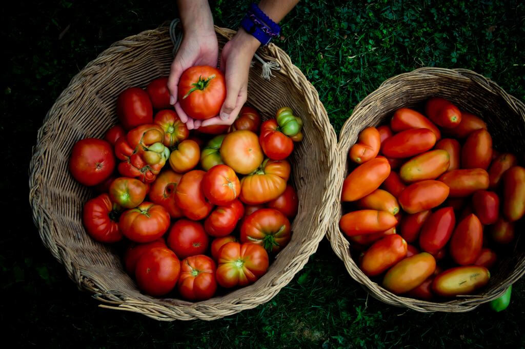 Ana GR - tomatoes