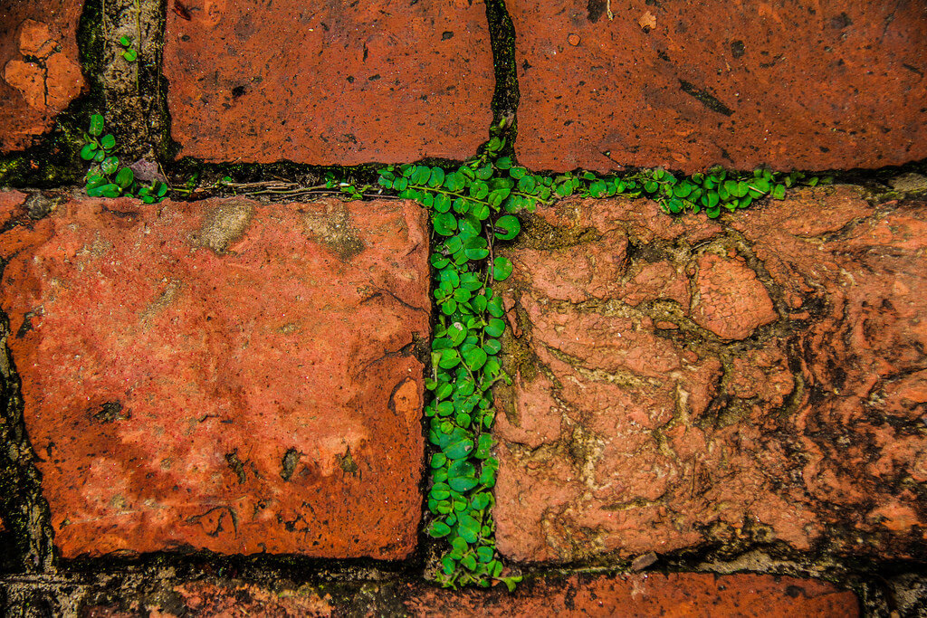 Tuhin alom Photography - Perfect abstract of nature in bricks