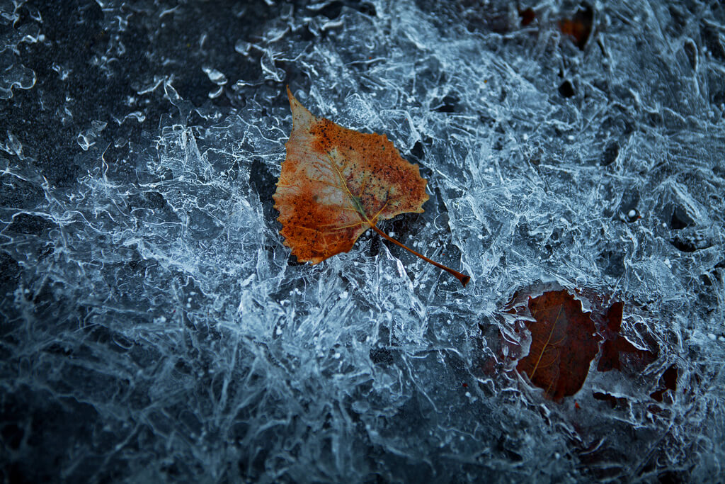 Barbara Schultheis - Icy Pond