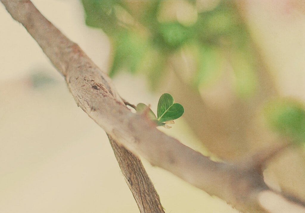 tree leaf texture