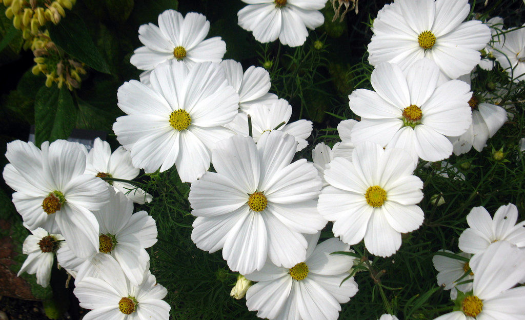 Rubem Porto Jr - White Daisy, Hampton Court, England