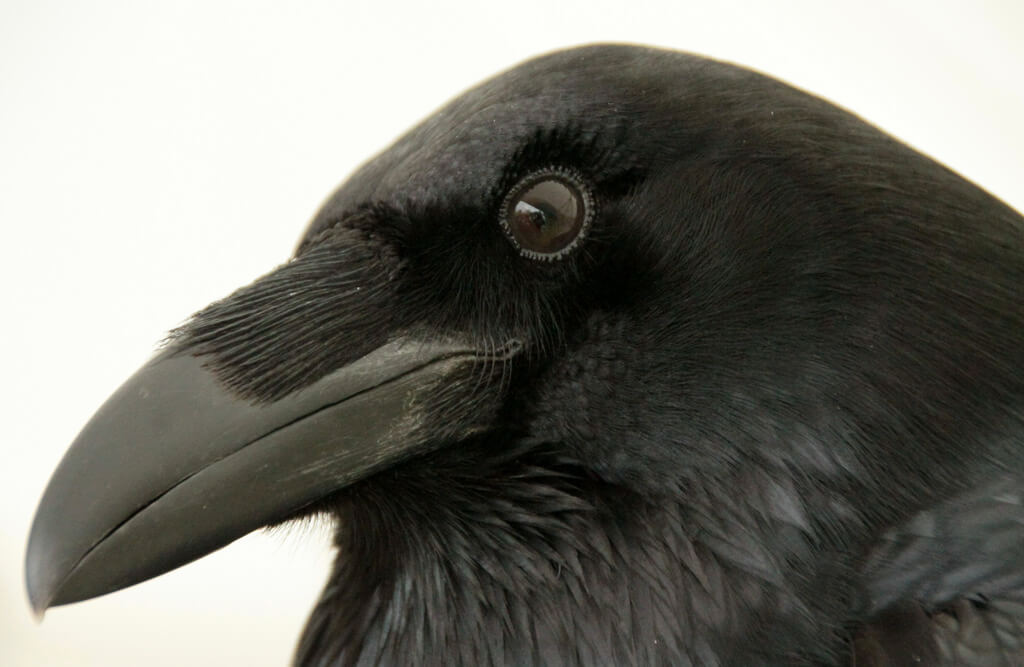 milo bostock - RAVEN PORTRAIT