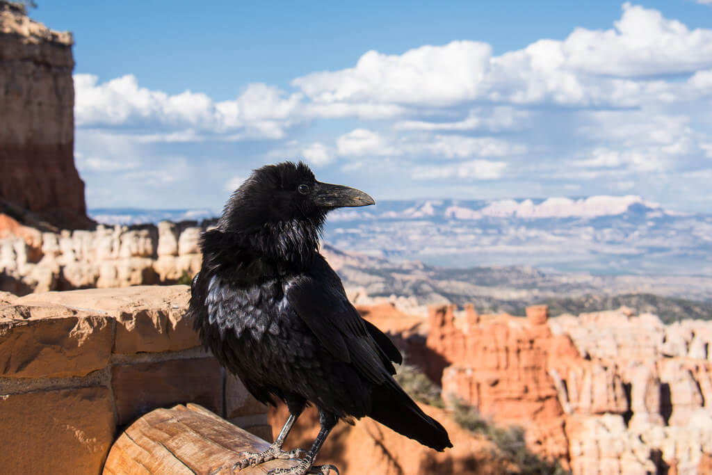 Raven at Bryce Canyon National Park