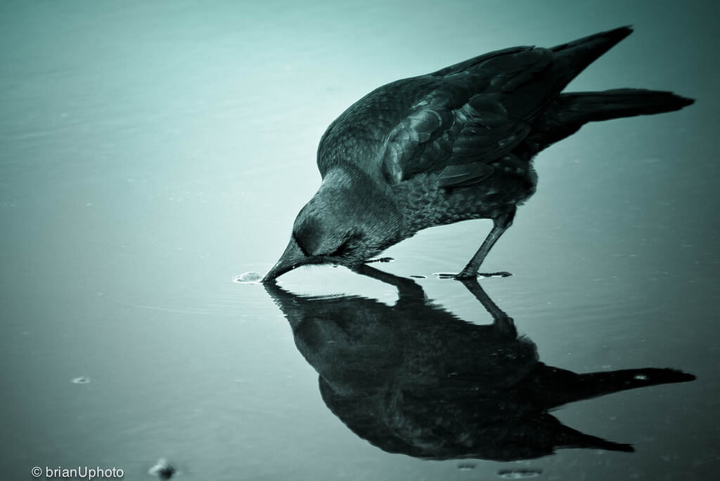 Brian Uhreen - Crow drinking water