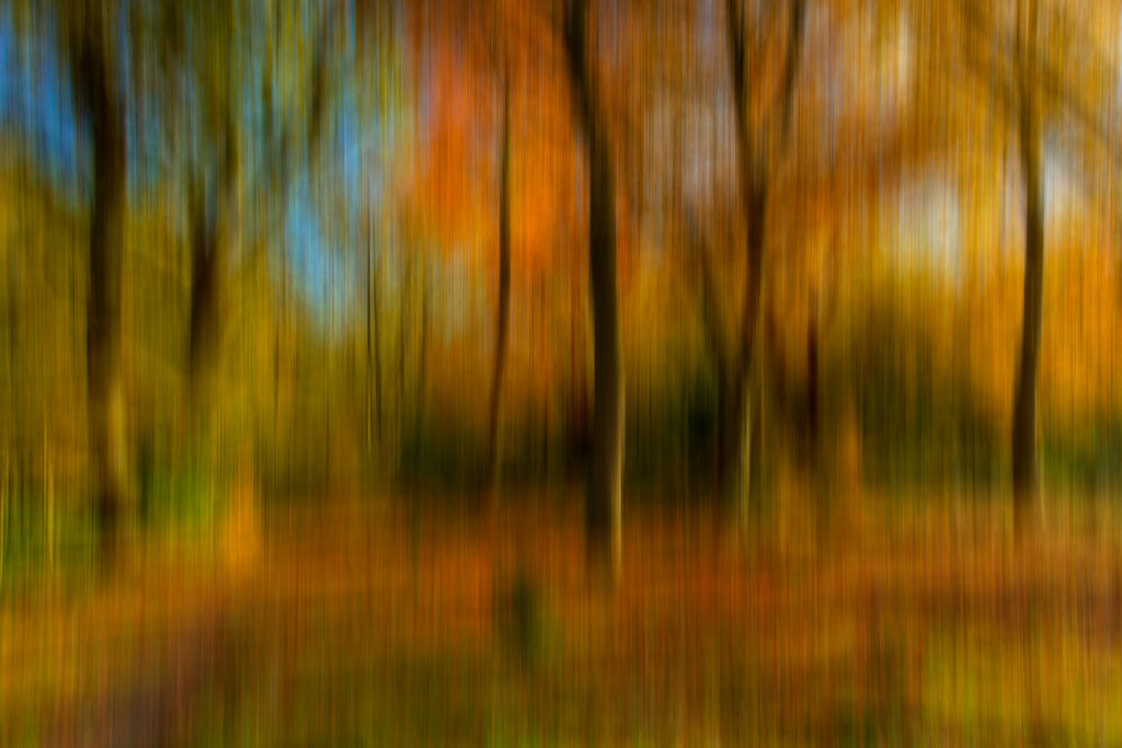 Paul Shears - Autumn Abstract