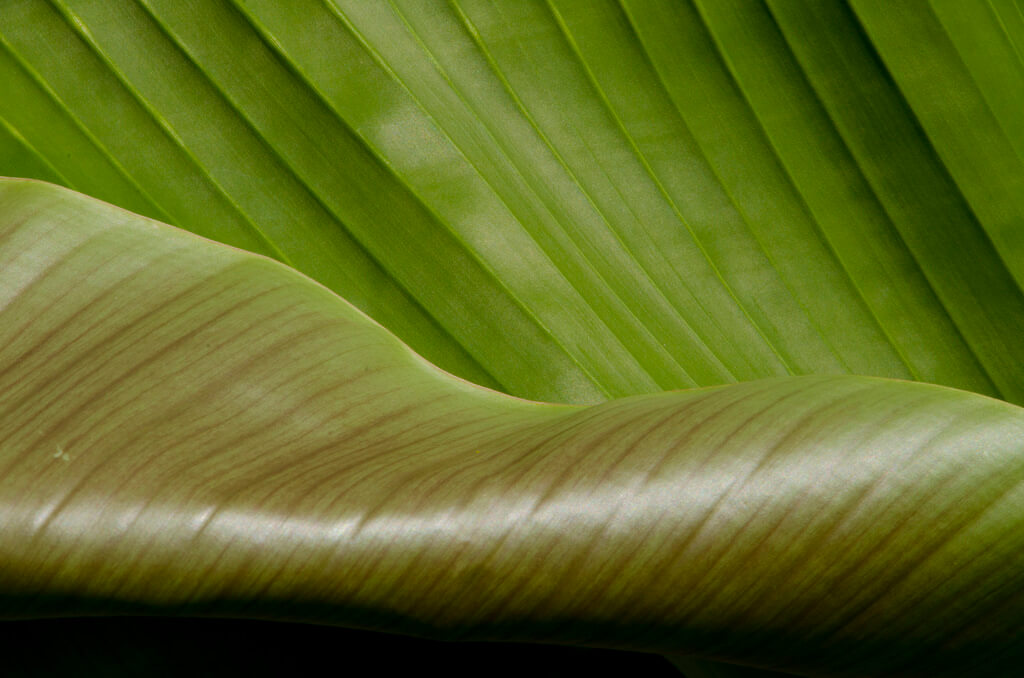 Texaselephant - Curled Leaf