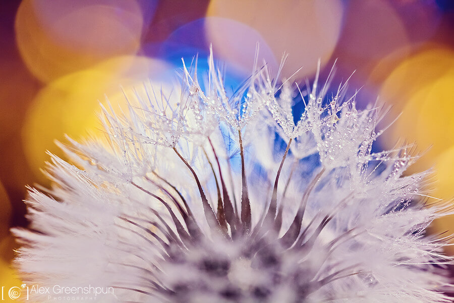 Alex Greenshpun - dandelion closeup