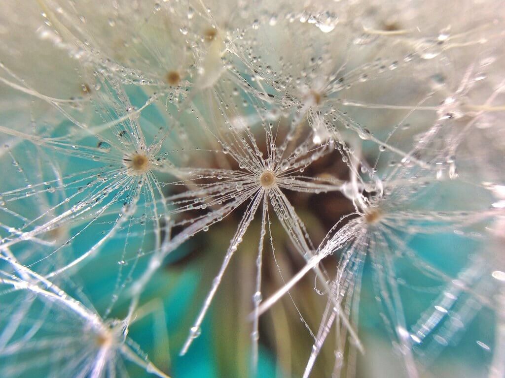 Broo_am (Andy B) - macro dandelion