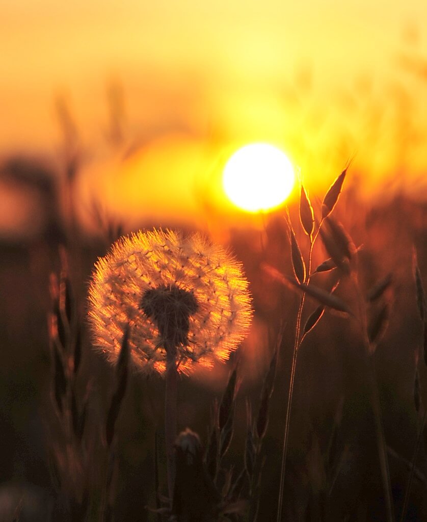 Graham Moore - Dandelion in the thicket