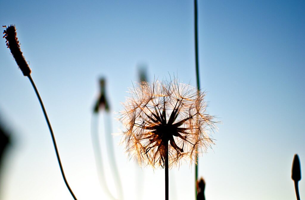 Christopher - Sun Light through dandelion