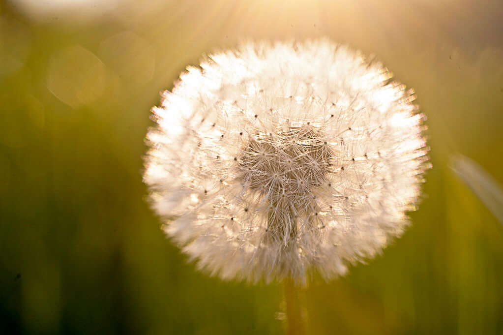 Christopher - Light and Fuzzy dandelion