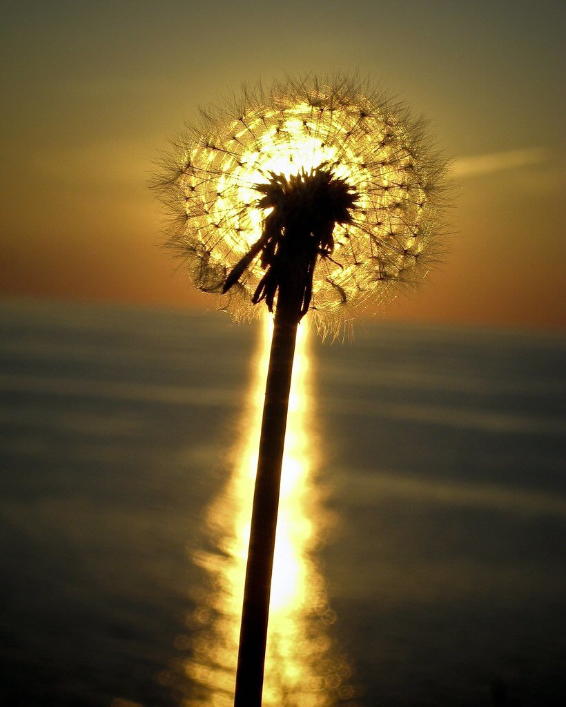 Darren Shilson - dandelion sunset