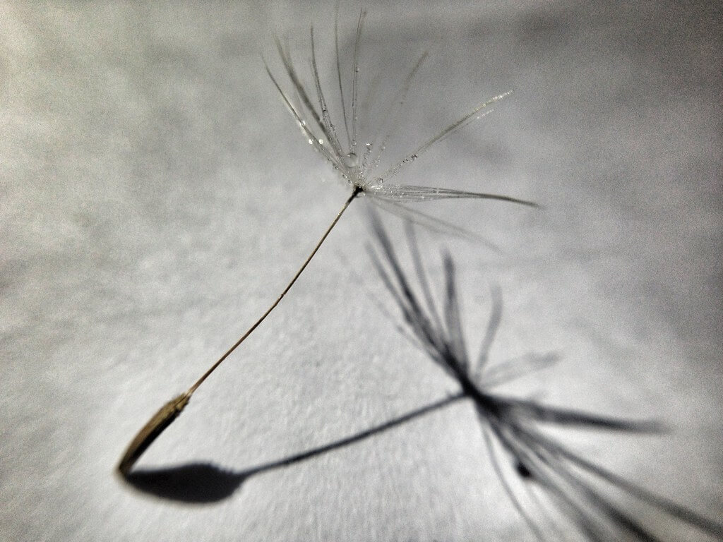 Broo_am (Andy B) - Dandelion seed and shadow iPhone macro