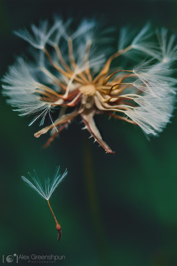 Alex Greenshpun - dandelion seed