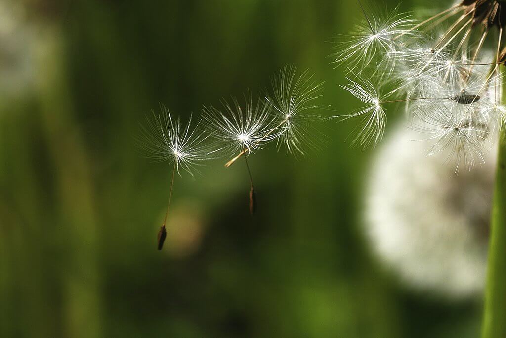 gianni - dandelion seeds