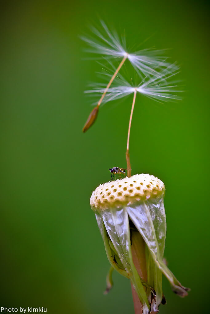 Rex Kimkiu Fung - Macro dandelion