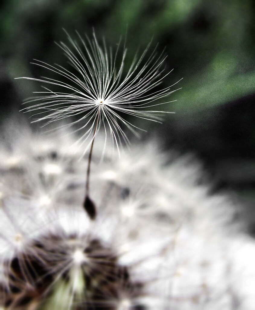 Scott Anderson - macro dandelion