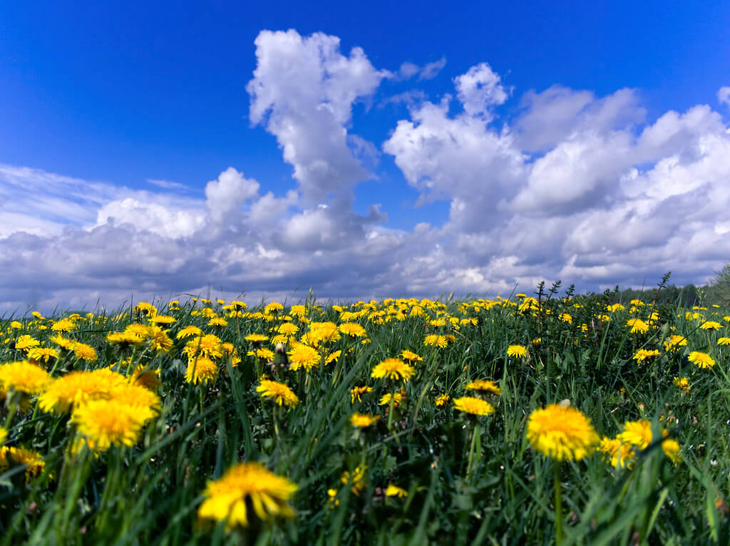 Michael Mueller - dandelion field