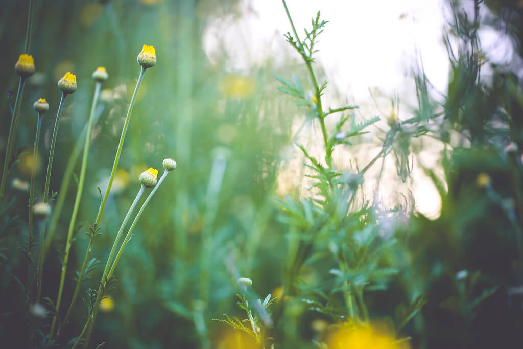 Amarpreet Kaur - yellow dandelion flowers