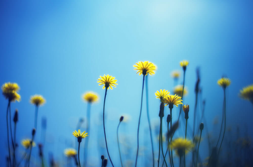 Hiroyuki Takeda - Taraxacum officinale (セイヨウタンポポ)