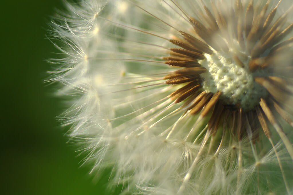 Evim@ge - macro dandelion