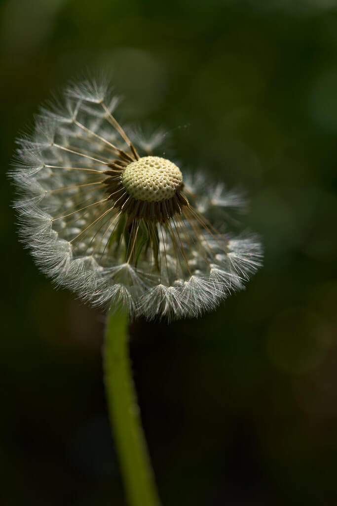 Peter Stenzel - Dandelion