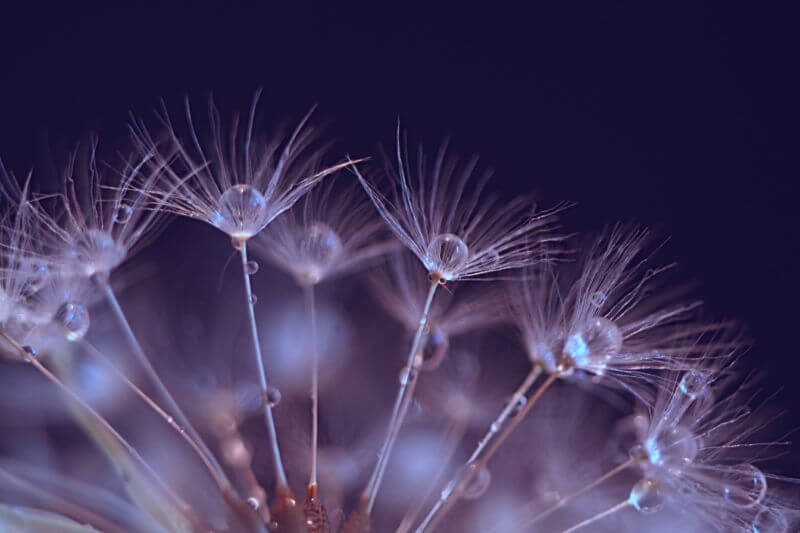 strelitzia --- - dew dandelion