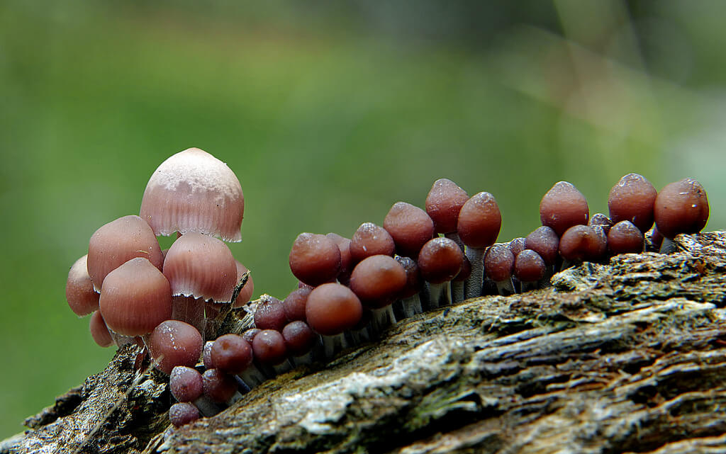 fungi photos of Mycena parsonsii