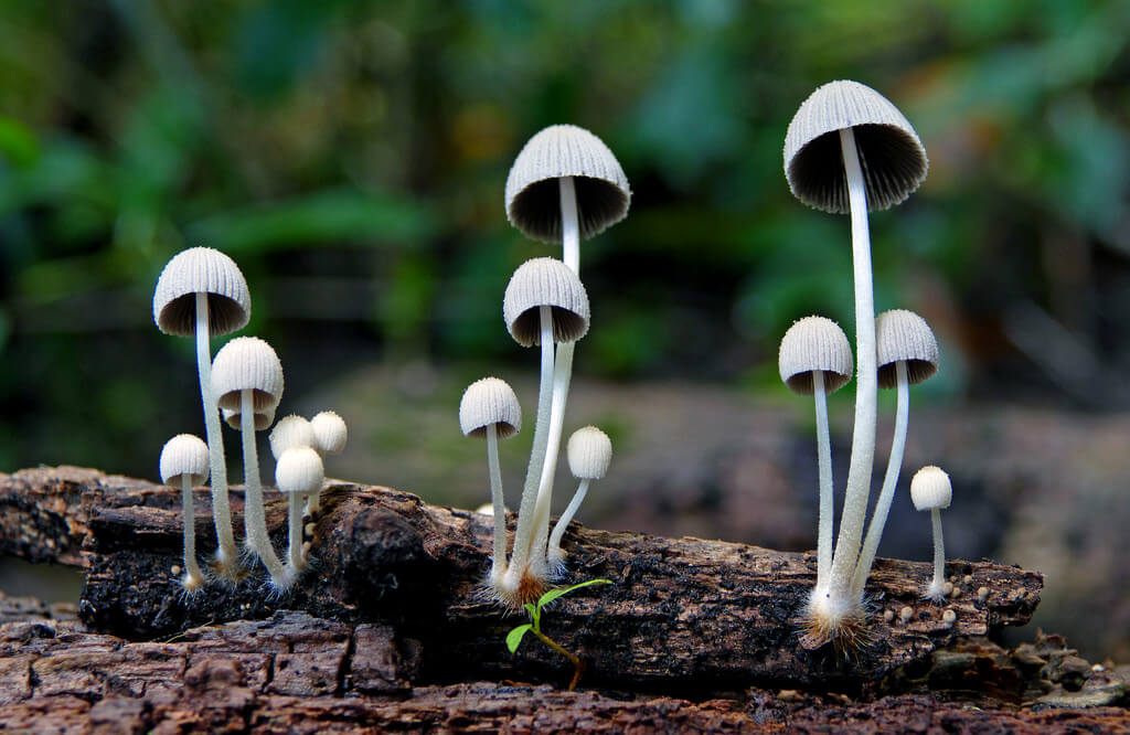 fungi photos of Mycena sp