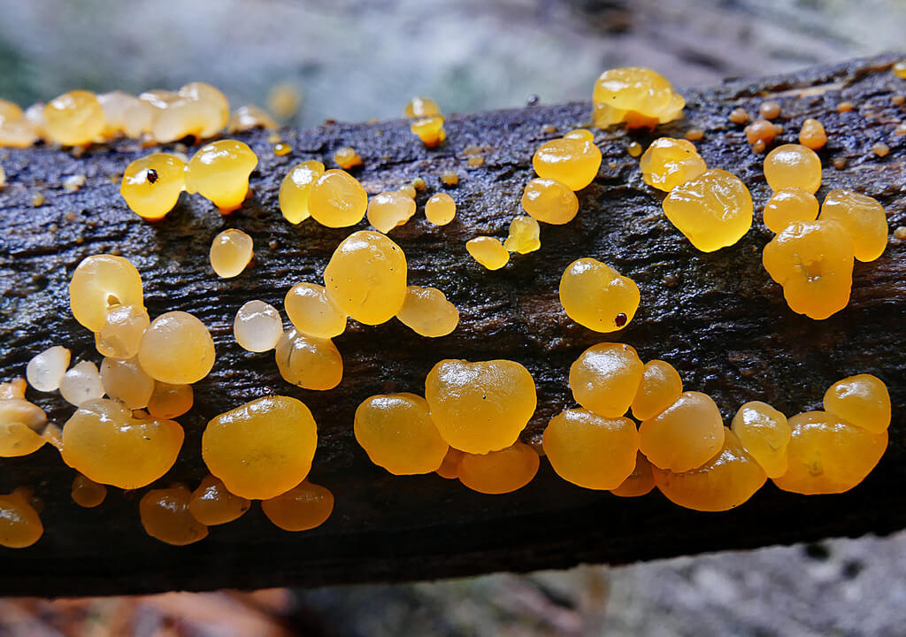 Alpine jelly cone (Guepiniopsis alpina)