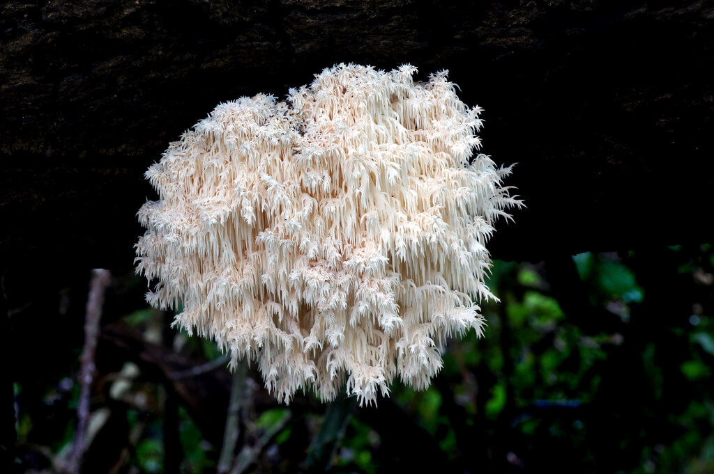 Hericium coralloides