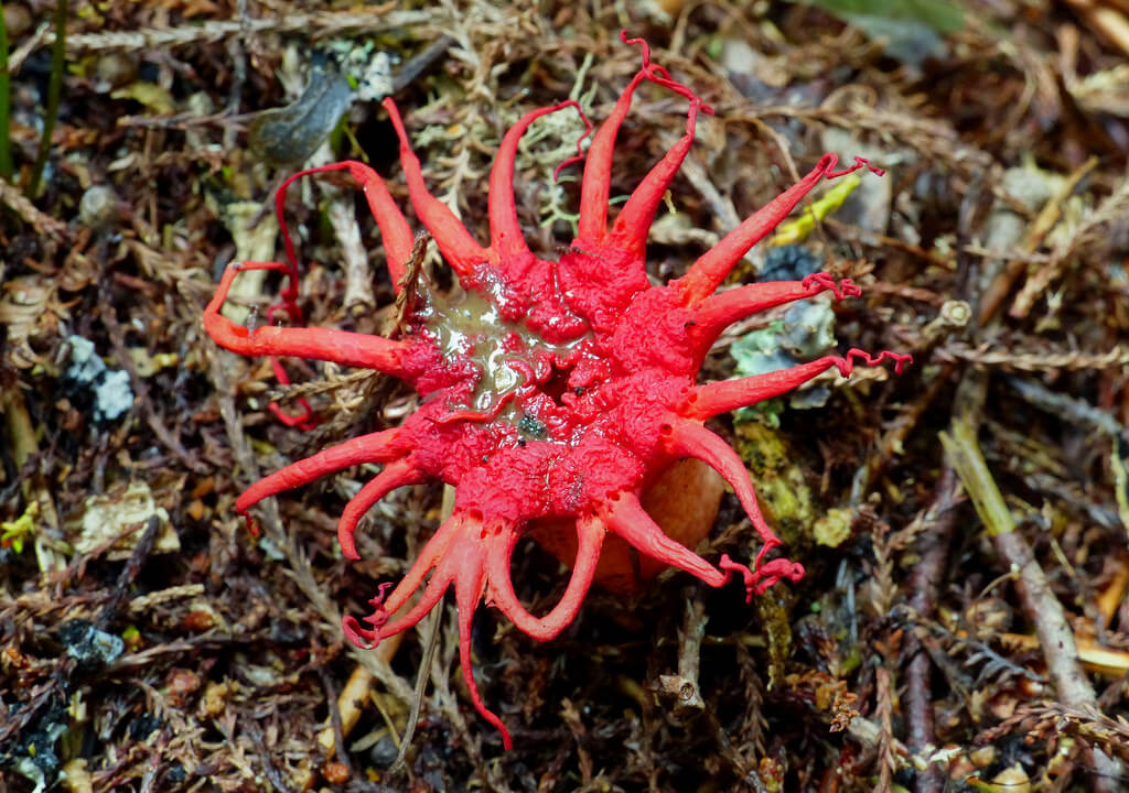 fungi photos of Stinkhorn Fungus