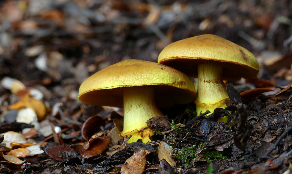 Dermocybe canaria (Canary Webcap)