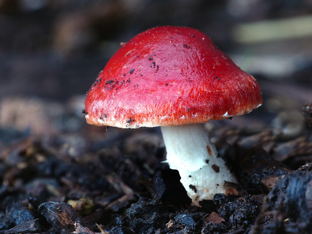 Leratiomyces ceres (Redlead Roundhead)