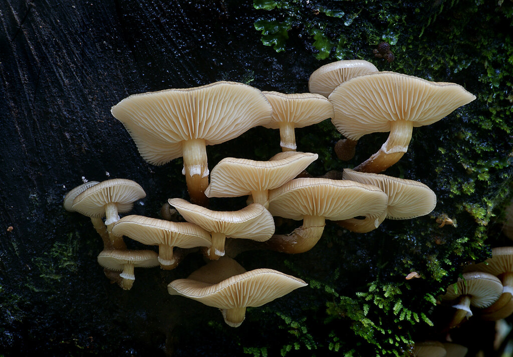 Olive honeycap Armillaria novaezealandae