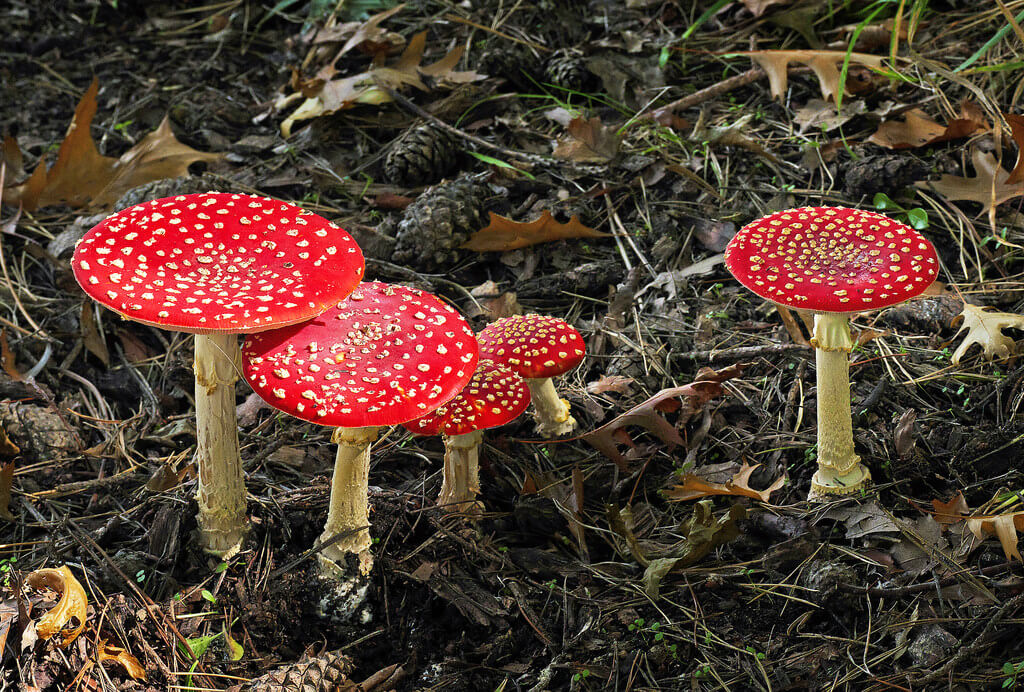 Fly Agaric (Amanita muscaria)