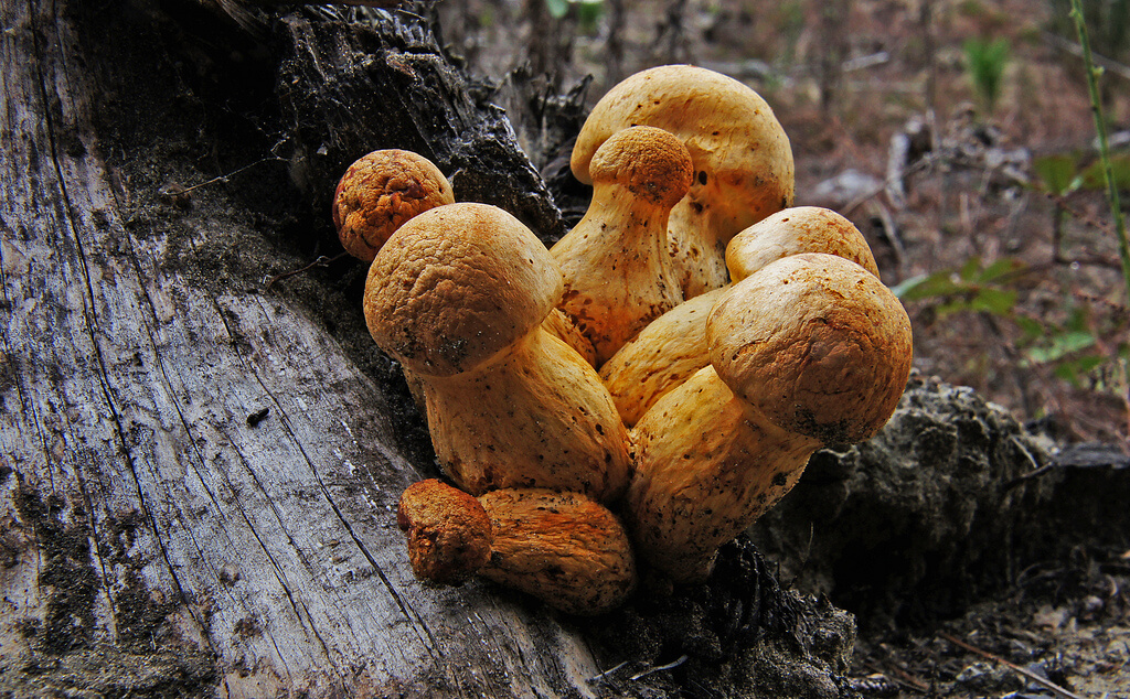 Gymnopilus