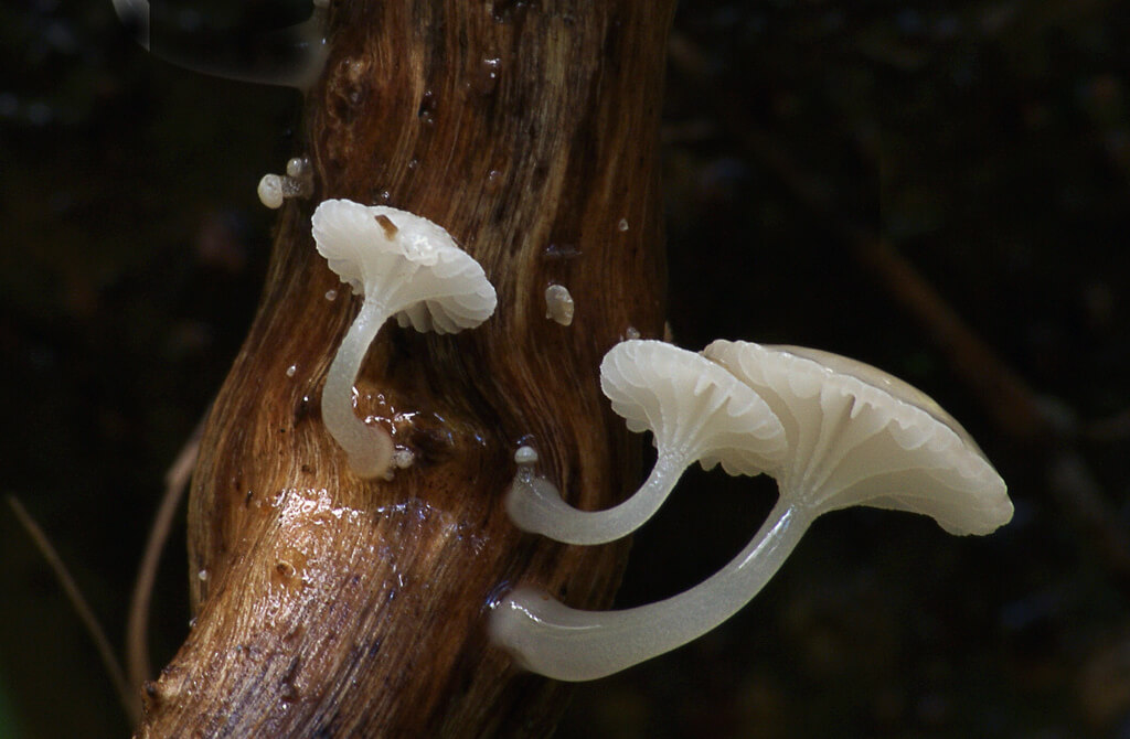 Oudemansiella Australis