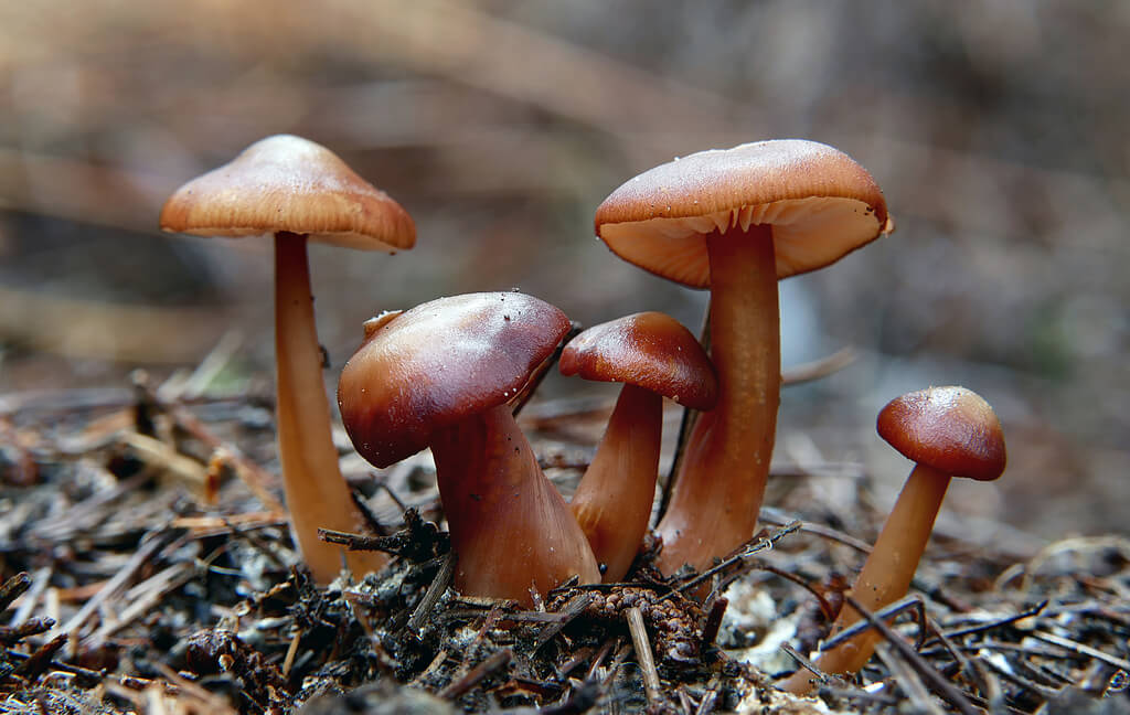 Cortinarius sp