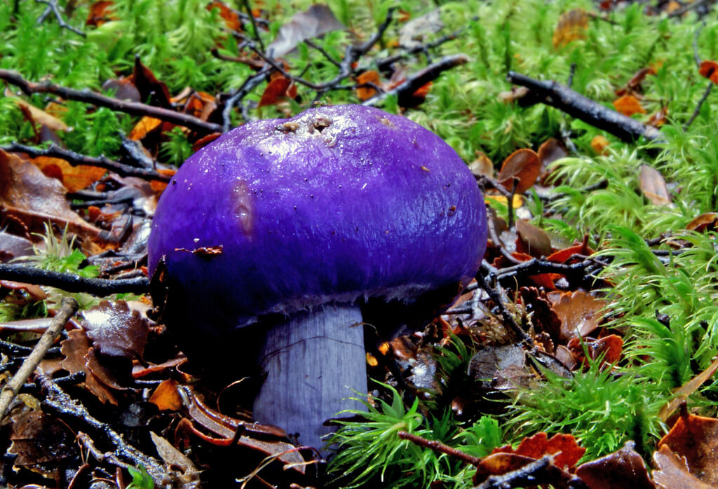 fungi photos of Violet pouch