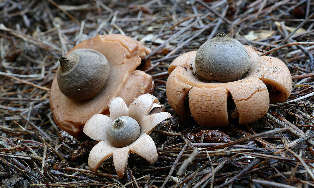 Earthstars Geastrum