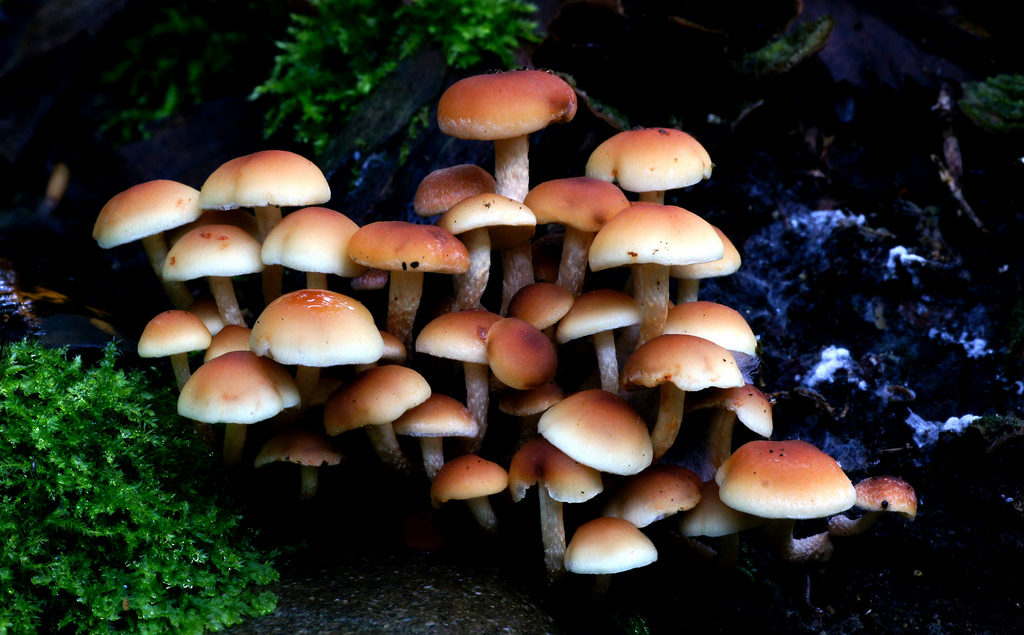 Hypholoma fasciculare, (Sulphur tuft,)