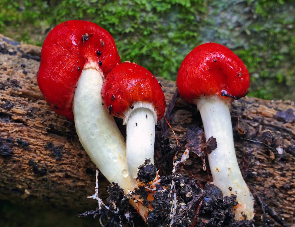 Scarlet pouch (Weraroa erythrocephala)