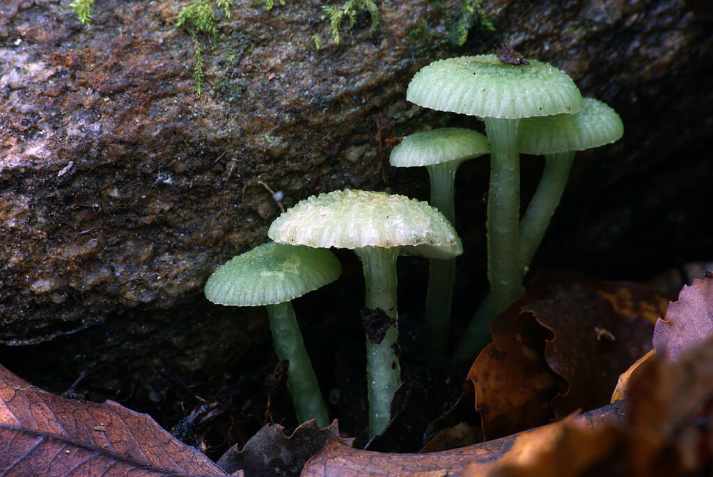 Gliophorus graminicolor