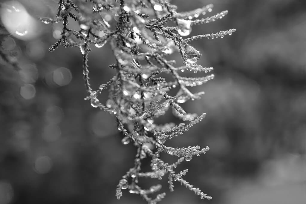 julia turnau - tree branch After the rain