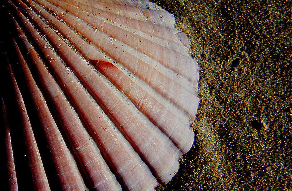 Bernard Spragg. NZ - Scallop shell.